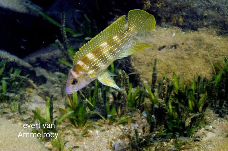 Neolamprologus tetracanthus 'Kala'